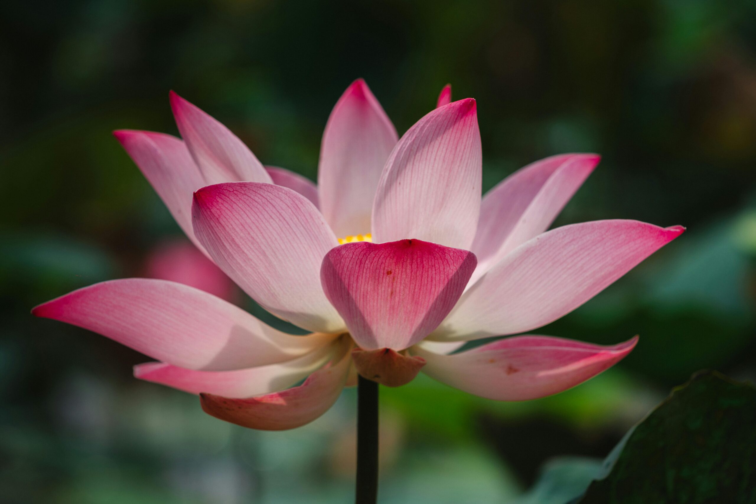 Close-up of a vibrant pink lotus flower in full bloom in Vietnam.