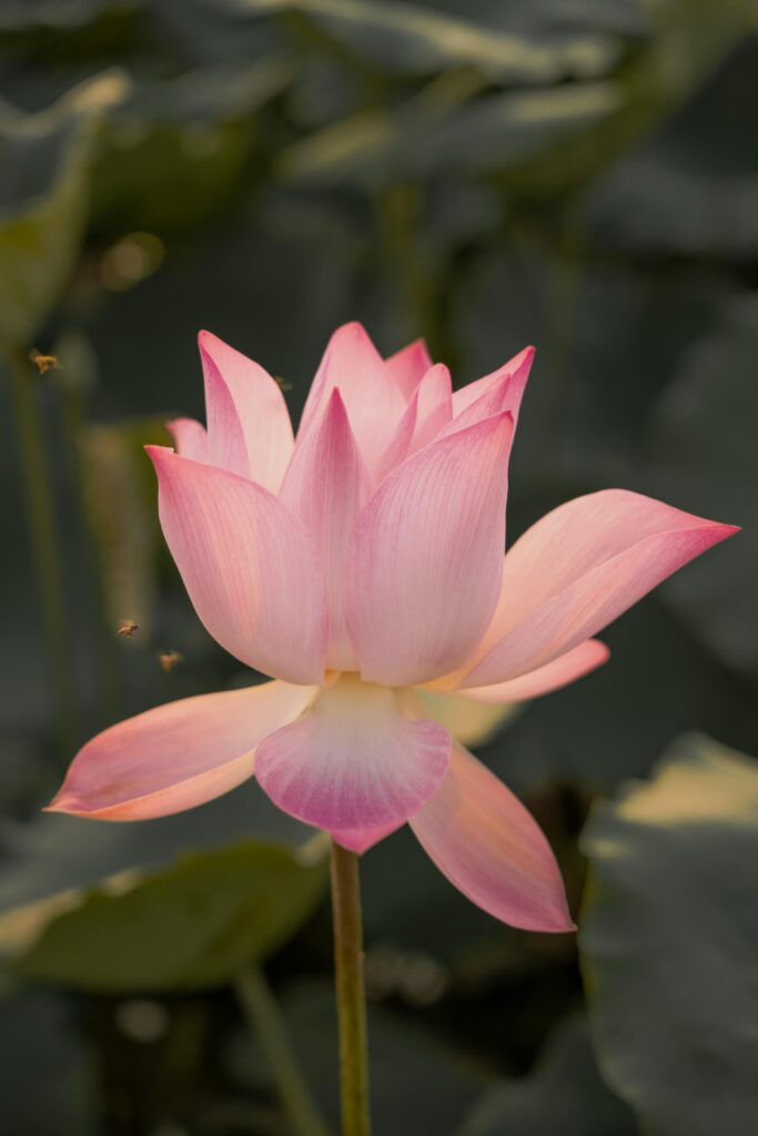 Beautiful pink lotus flower in full bloom with lush green background.
